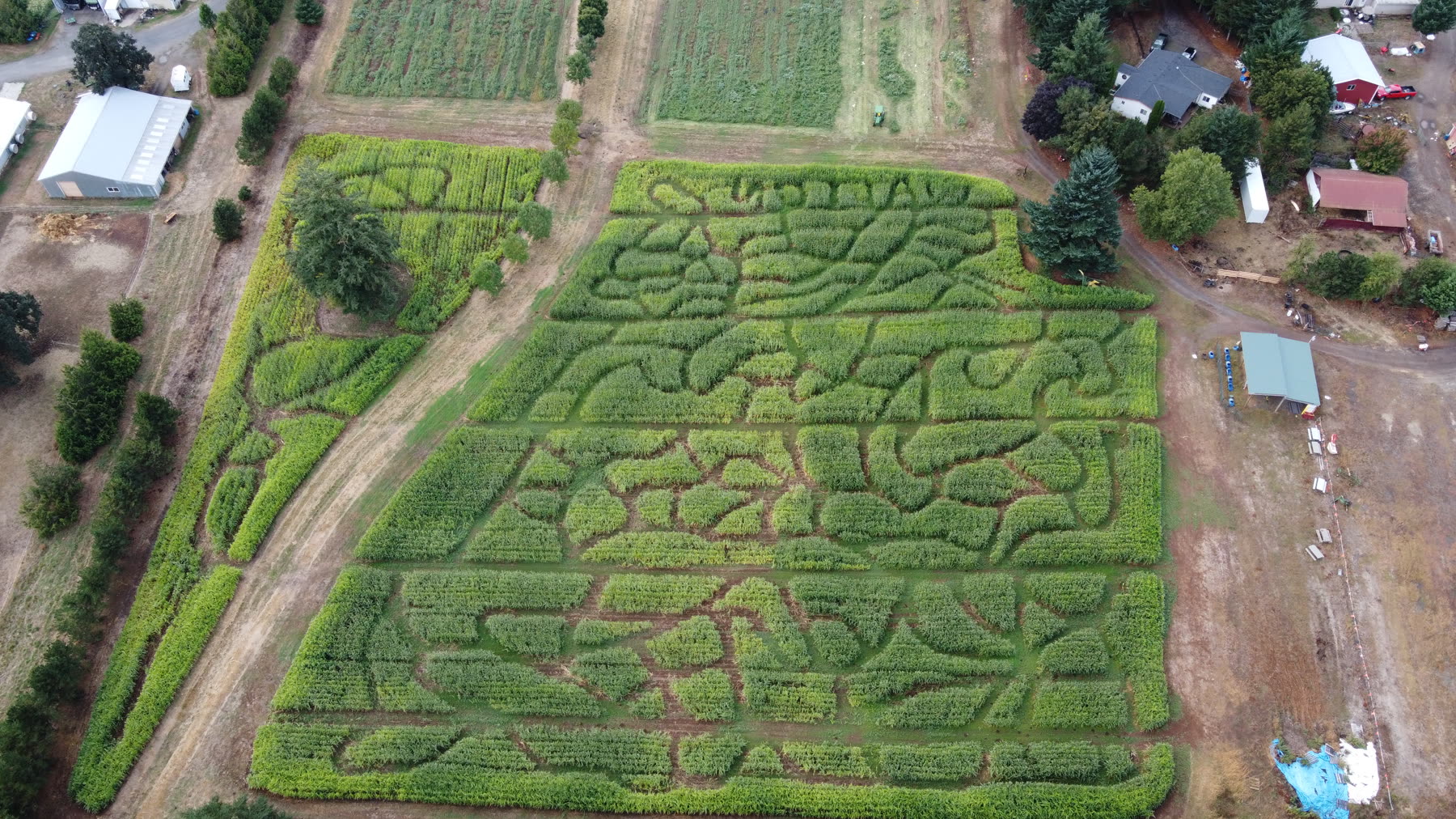 Aerial view of the Walton Farms corn maze cut into the field