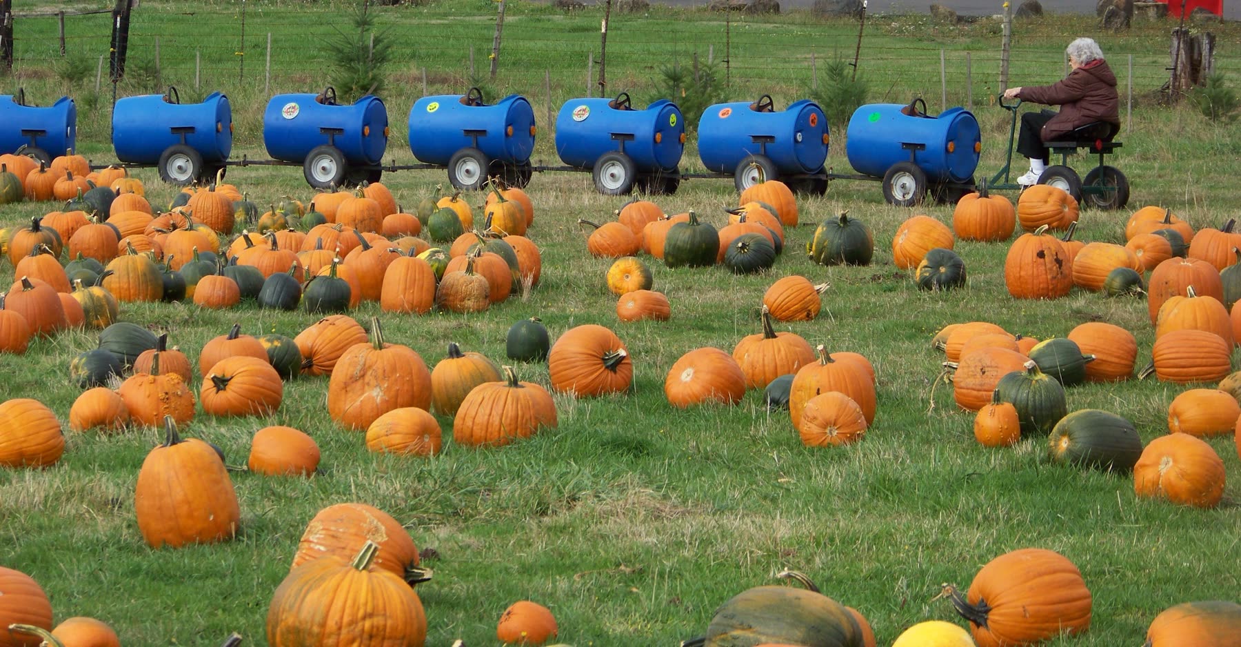 Pumpkins in the field with the barrel train behind