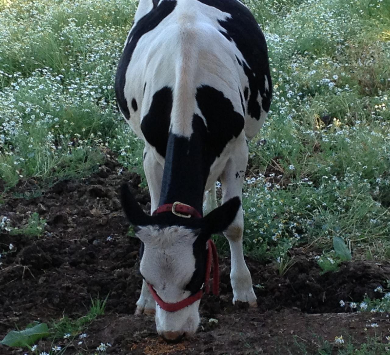 A black-and-white calf grazing at the farm