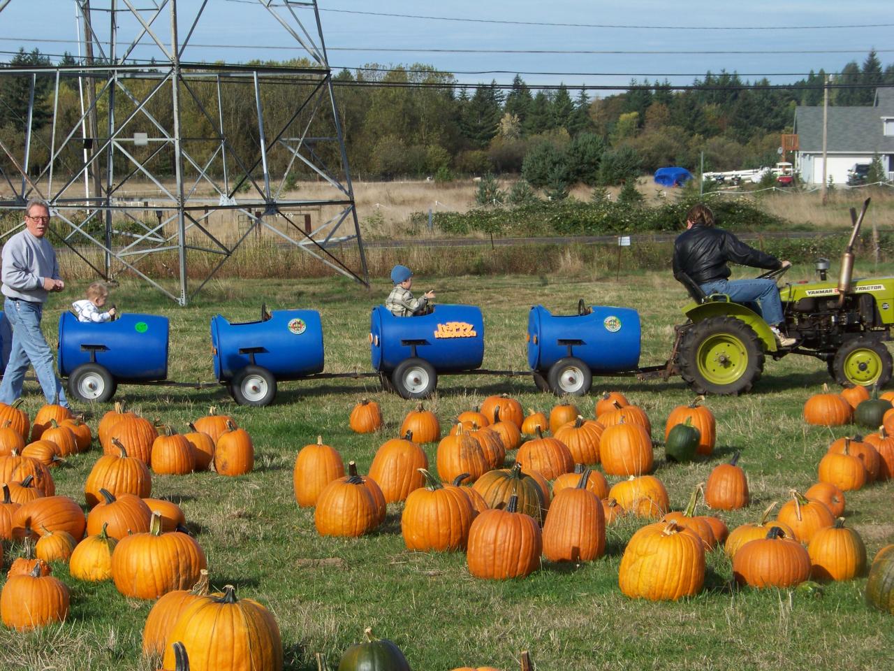 The tractor pulling the barrel train past rows of pumpkins