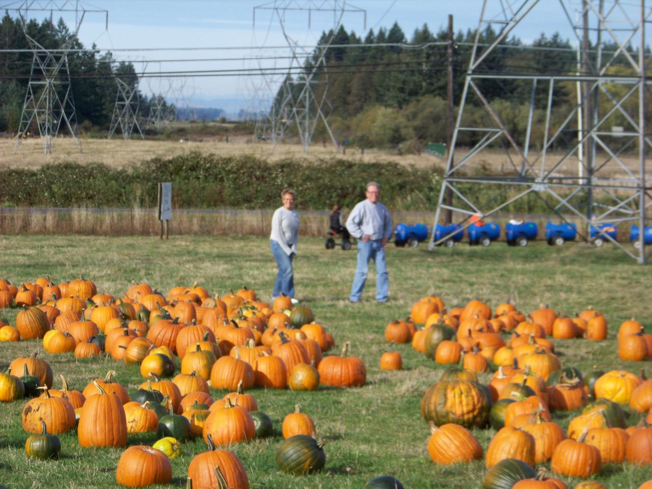 Visitors walking among hundreds of pumpkins in the patch