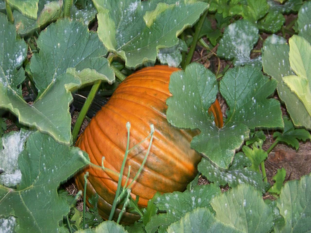 A ripening pumpkin under its leaves