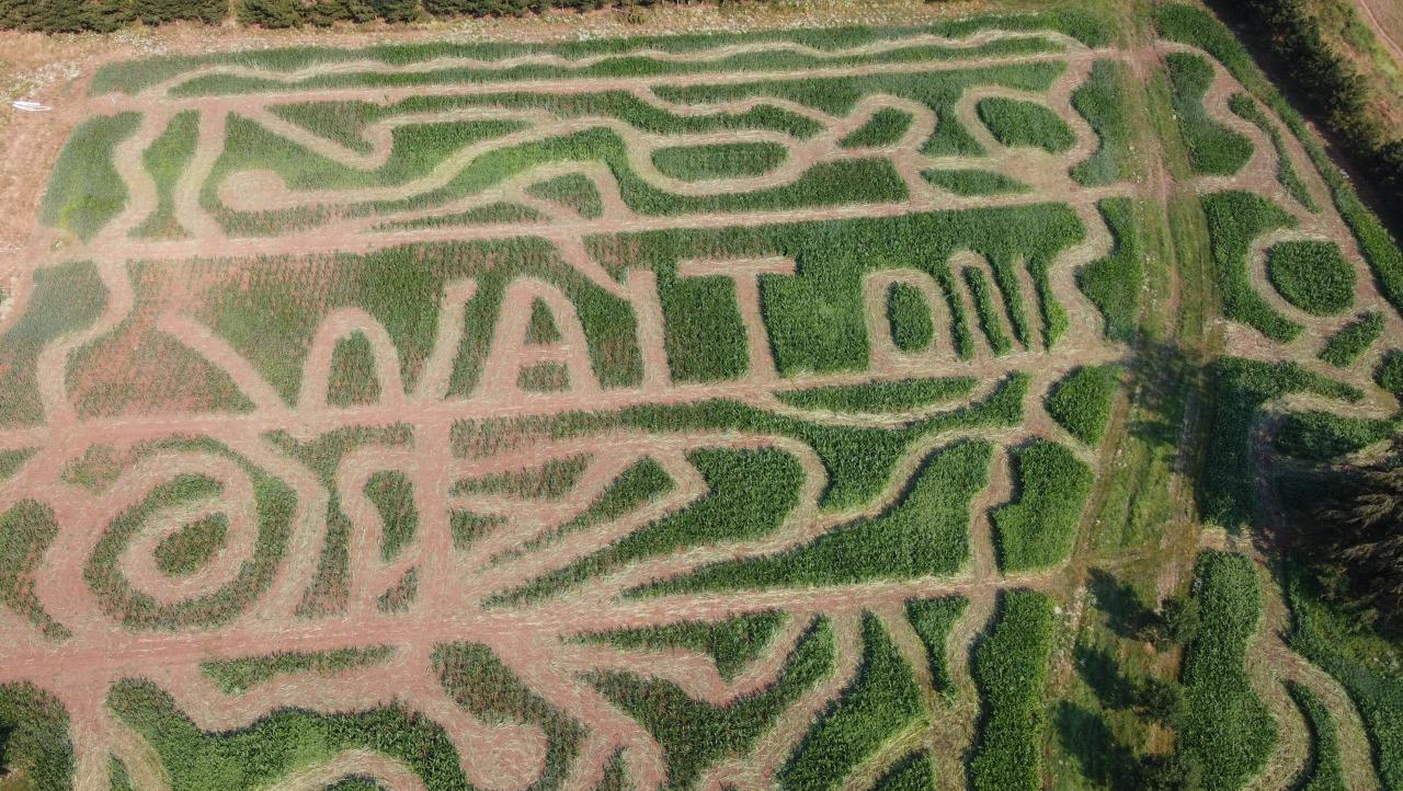 Aerial view of a maze with WALTON cut into the corn